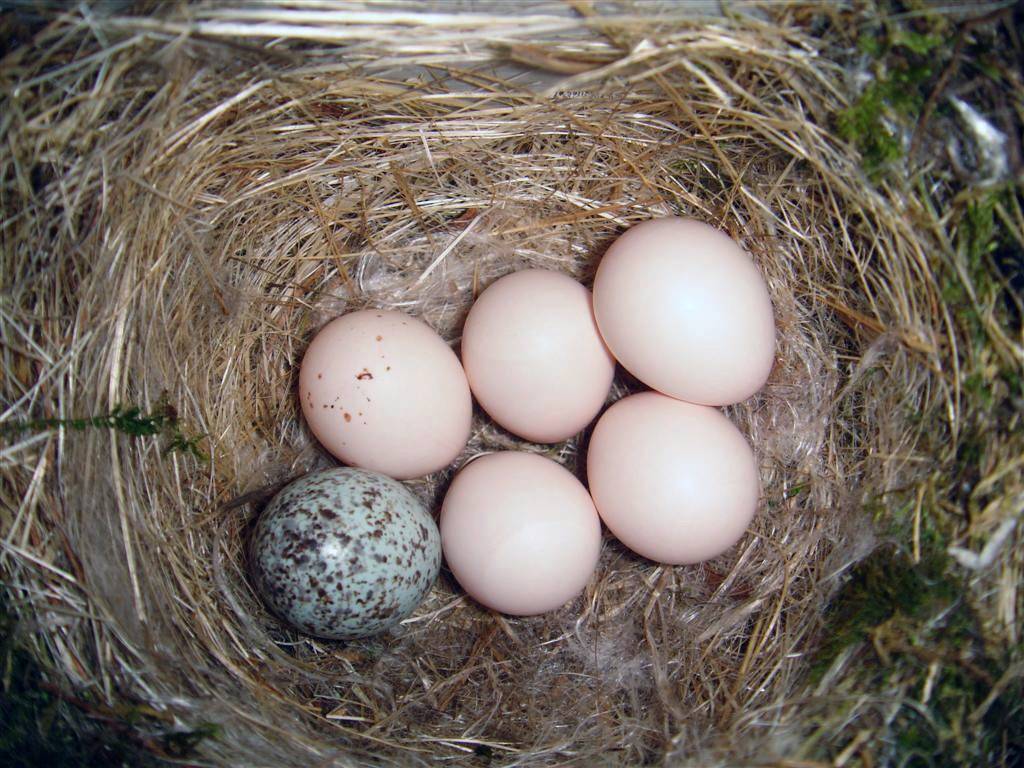 File:Eastern Phoebe-nest-Brown-headed-Cowbird-egg.jpg by Galawebdesign is licensed under CC BY 3.0.